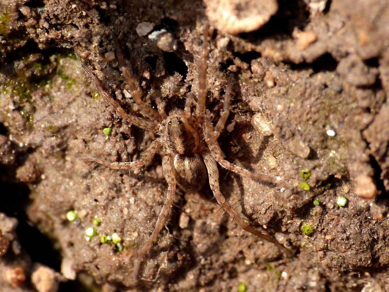 Pardosa di piccole dimensioni sul fiume - S. Teresa G. (OT)